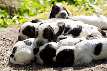 Image showing purebred English Cocker Spaniel puppies