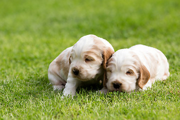 Image showing two small purebred English Cocker Spaniel puppy