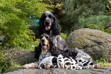 Image showing purebred English Cocker Spaniel with puppy