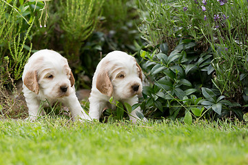 Image showing two small purebred English Cocker Spaniel puppy