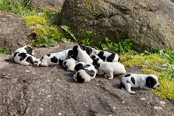 Image showing purebred English Cocker Spaniel puppies