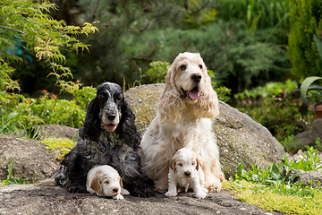 Image showing purebred English Cocker Spaniel with puppy