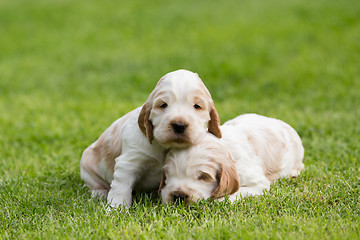 Image showing two small purebred English Cocker Spaniel puppy