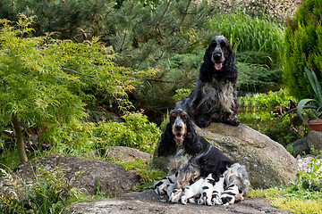 Image showing purebred English Cocker Spaniel with puppy