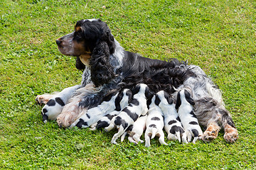 Image showing purebred English Cocker Spaniel with puppy