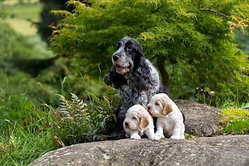 Image showing purebred English Cocker Spaniel with puppy