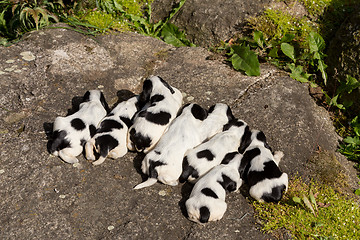 Image showing purebred English Cocker Spaniel puppies