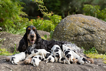 Image showing purebred English Cocker Spaniel with puppy