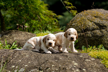 Image showing two small purebred English Cocker Spaniel puppy