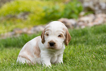 Image showing small purebred English Cocker Spaniel puppy