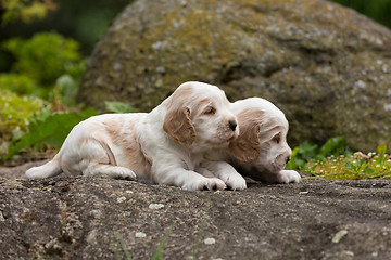 Image showing two small purebred English Cocker Spaniel puppy