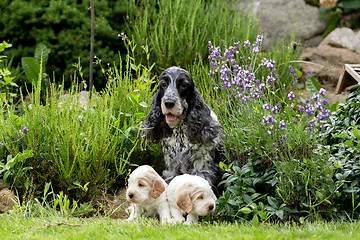 Image showing purebred English Cocker Spaniel with puppy