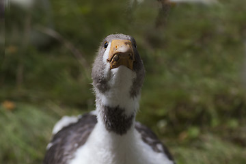 Image showing quacky