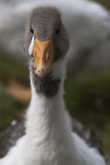 Image showing duck