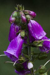 Image showing digitalis