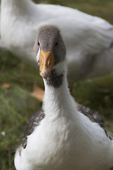 Image showing duck