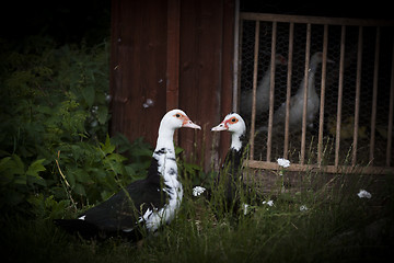 Image showing ducks