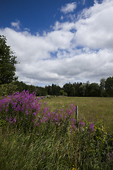 Image showing the meadows