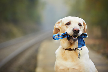 Image showing Dog on the railway platform