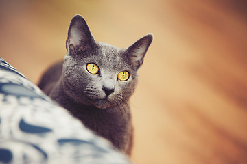 Image showing Russian blue cat