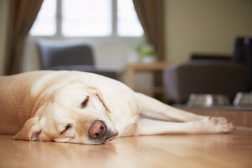 Image showing Dog at home