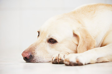 Image showing Sad dog