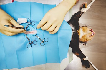 Image showing Cat in veterinary hospital