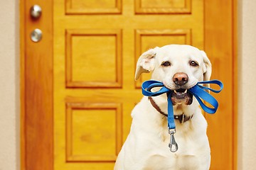 Image showing Dog with leash