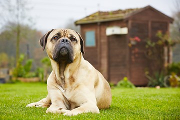 Image showing Dog in the garden