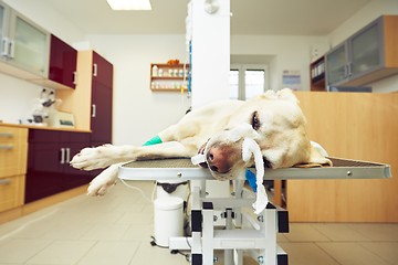 Image showing Sick dog in the veterinary clinic