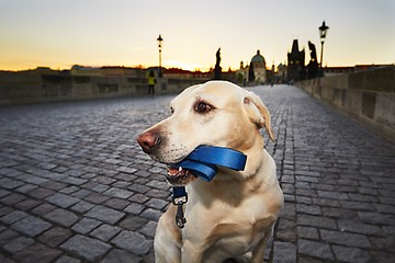 Image showing Dog at the sunrise