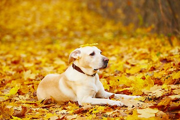 Image showing Dog in autumn