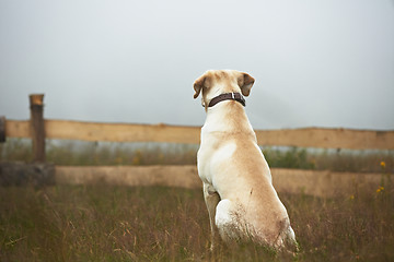 Image showing Dog is waiting