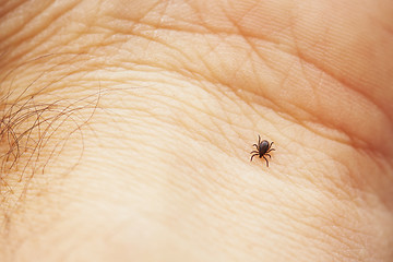 Image showing Tick