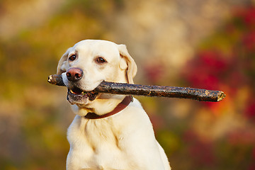 Image showing Dog with stick