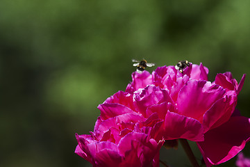 Image showing bumble bees