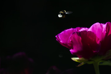 Image showing bumble bee in flight