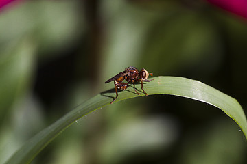 Image showing fly on a leaf