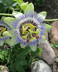 Image showing Passion flowers in blossom