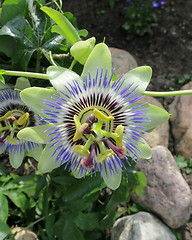 Image showing Passion flowers in flowerbed