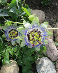 Image showing Passion flowers