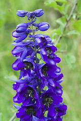 Image showing larkspur