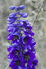 Image showing delphinium