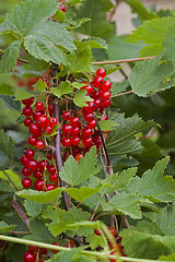 Image showing red currants