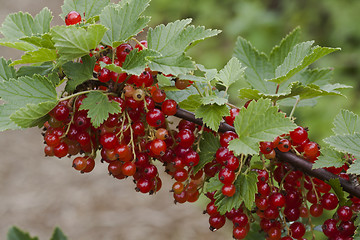 Image showing red currants