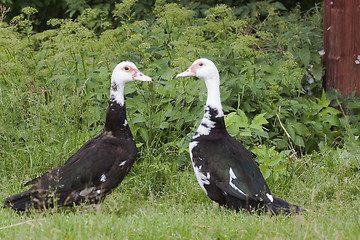 Image showing ducks