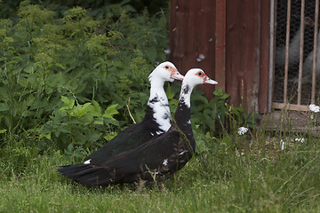 Image showing pair of ducks