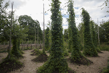 Image showing hops