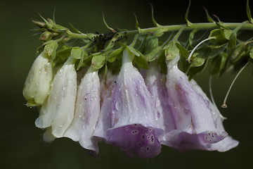 Image showing digitalis