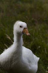 Image showing young duck